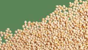 Millet Seed